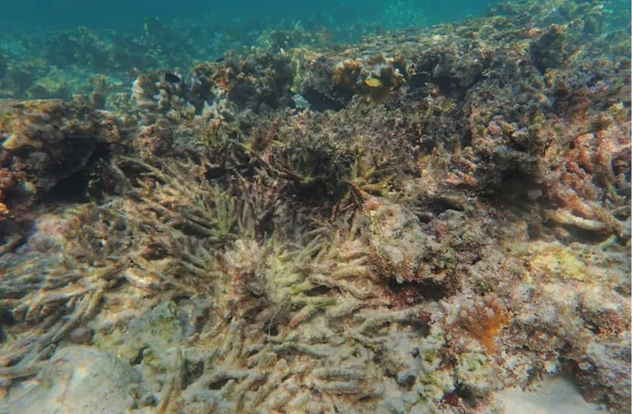 Dampak Gelombang Panas Laut Hancurkan Terumbu Karang Great Barrier Reef