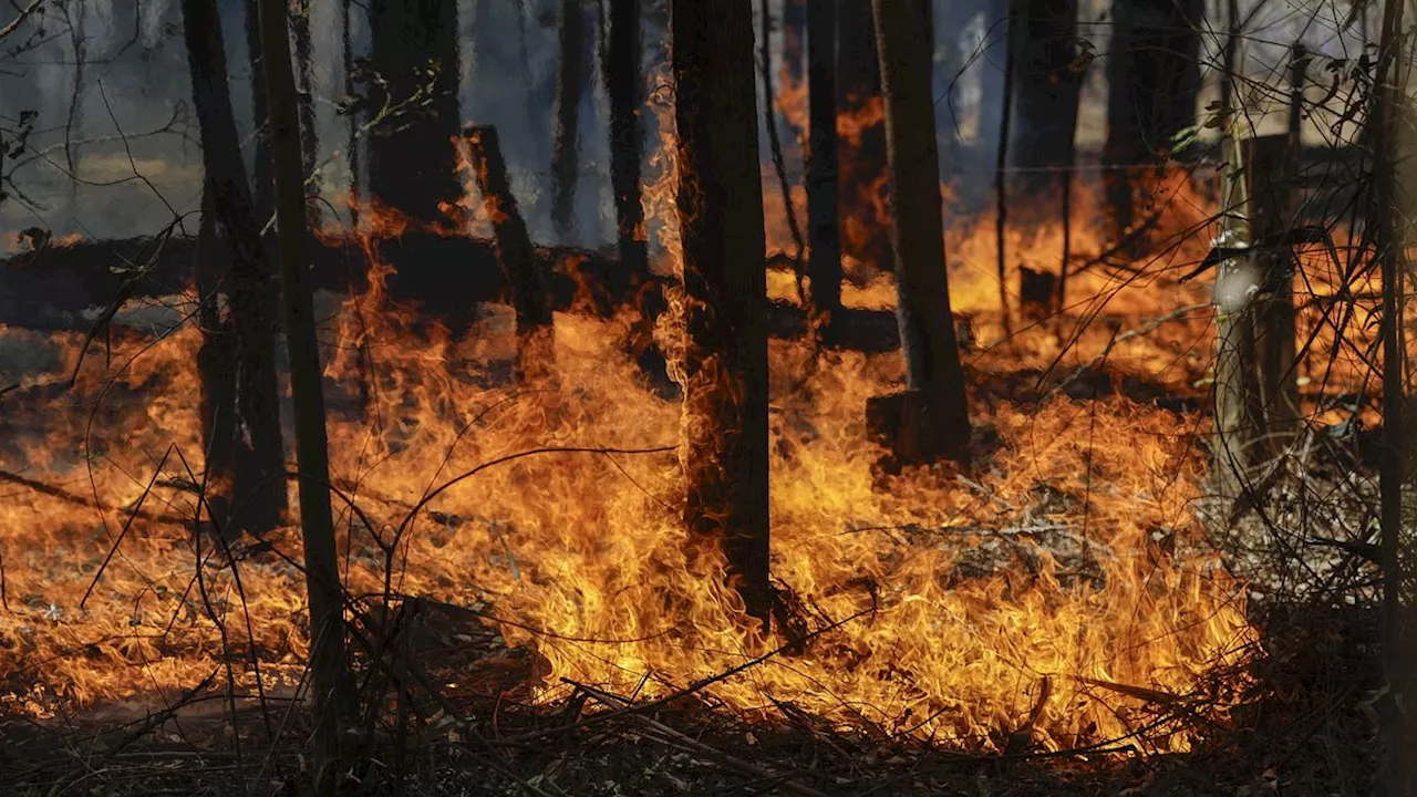 Il Brasile brucia: incendi senza precedenti minacciano l'Amazzonia