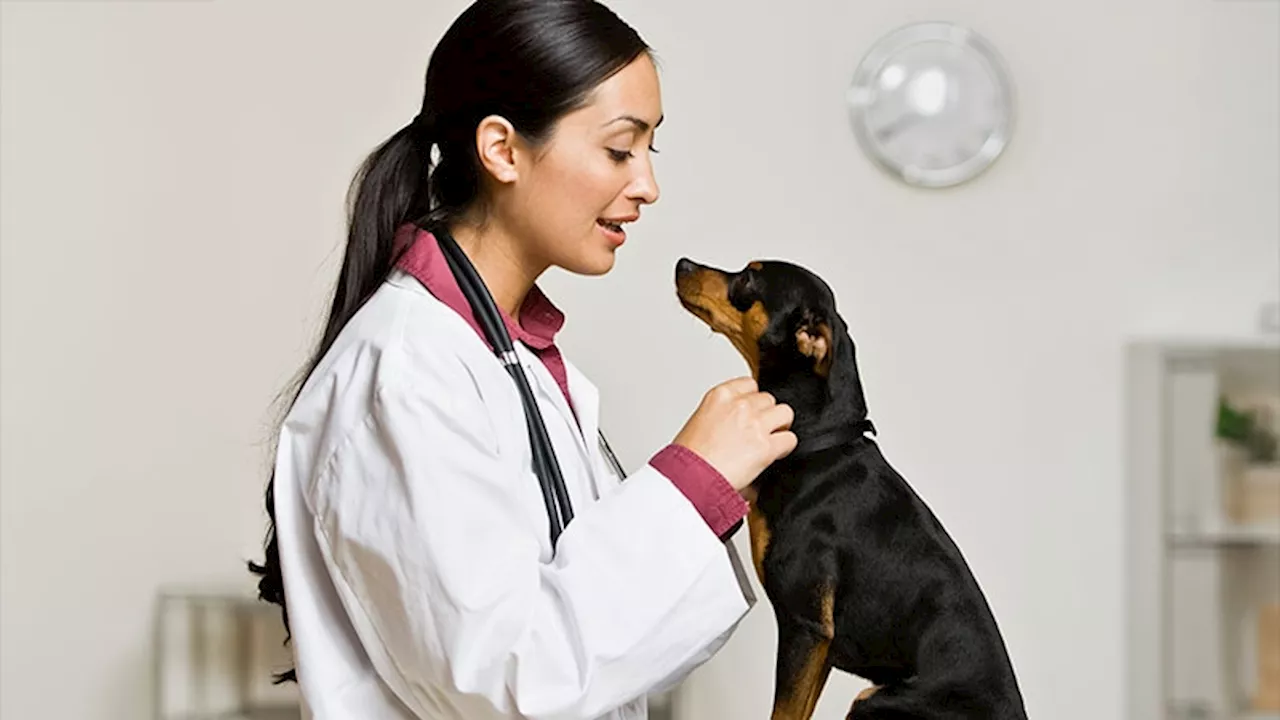 Dogs Helping Ease Staff and Patient Stress