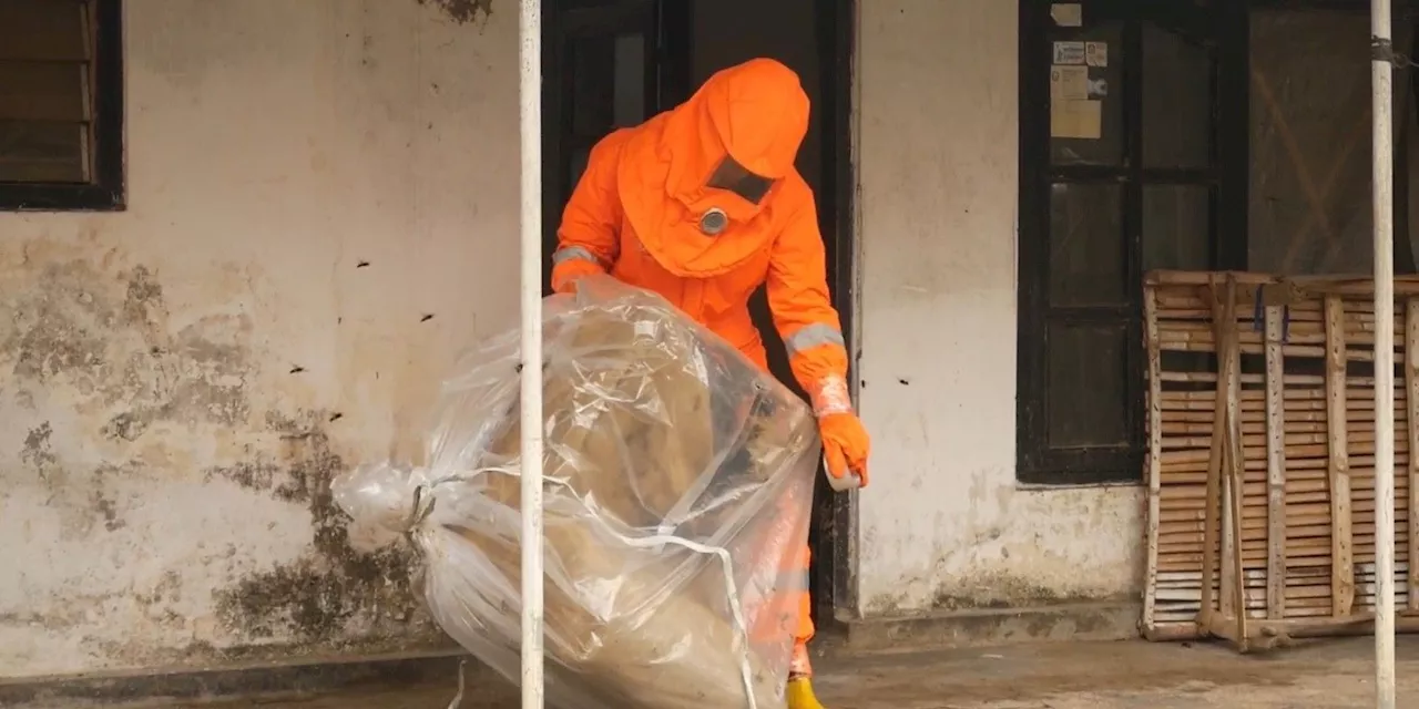 Ngeri! Rumah di Lumajang Dikuasai Koloni Tawon Mematikan, Warga Kewalahan sampai Minta Tolong Damkar