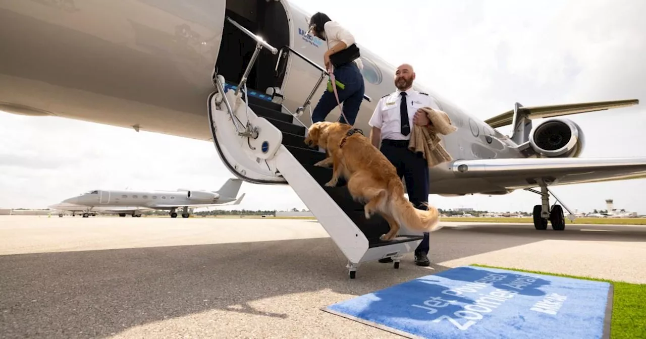 Airline Offers Luxury Plane Travel for Dogs