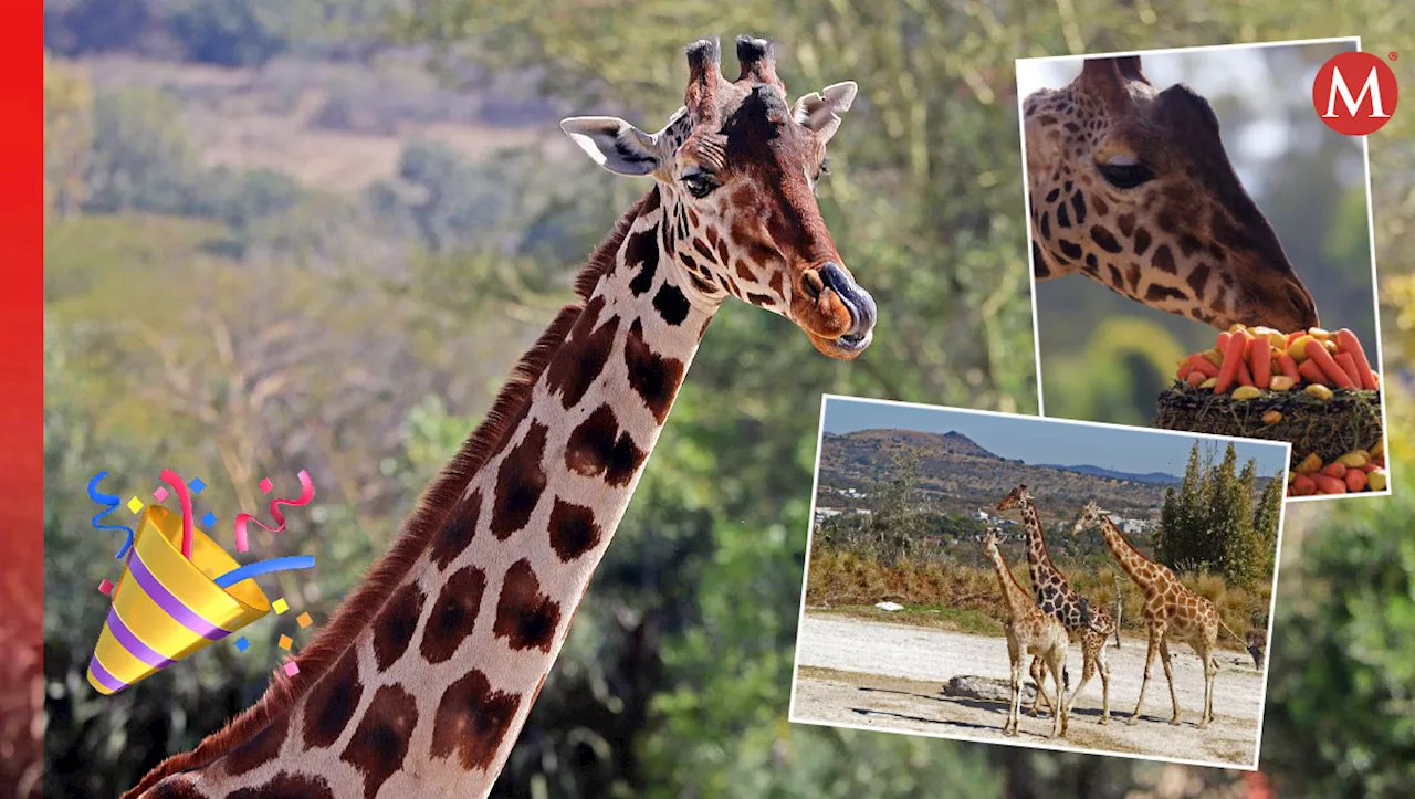 ¡Ya no le gustan las zanahorias! Así es la vida de la jirafa Benito a un año de llegar a Africam Safari