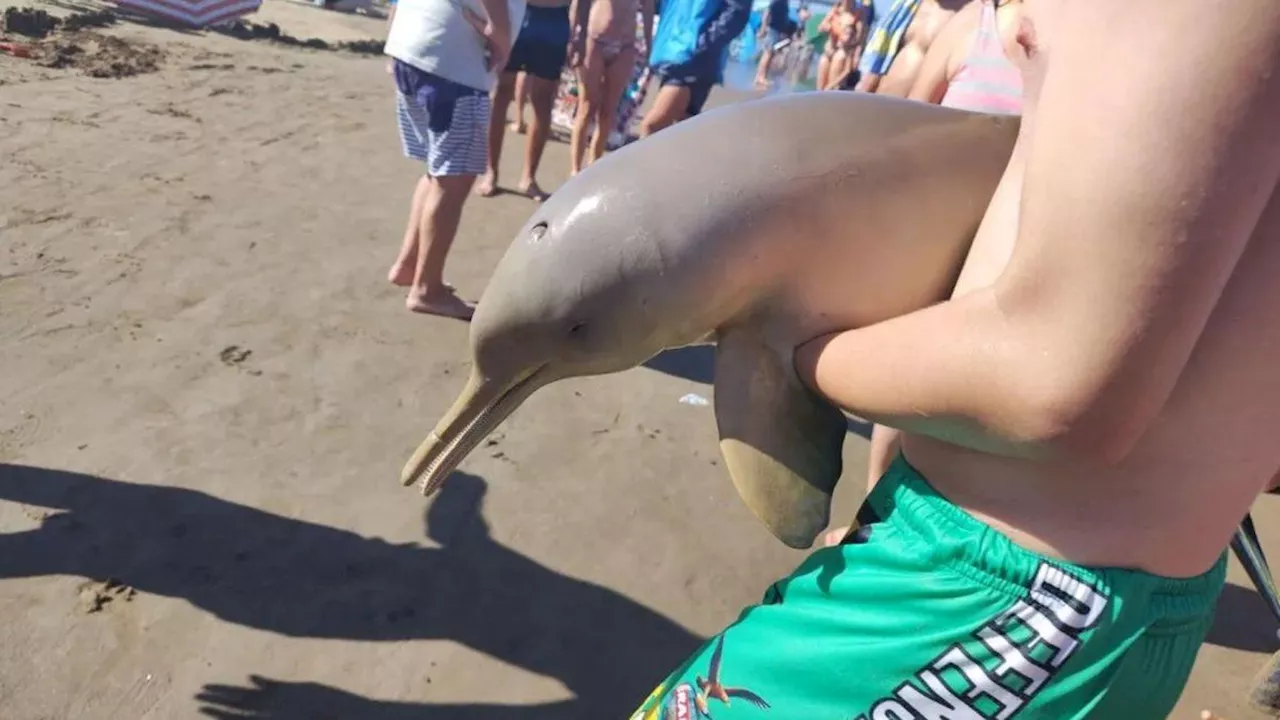 Delfín muerde en Mar del Tuyú tras ser rescatado por un turista