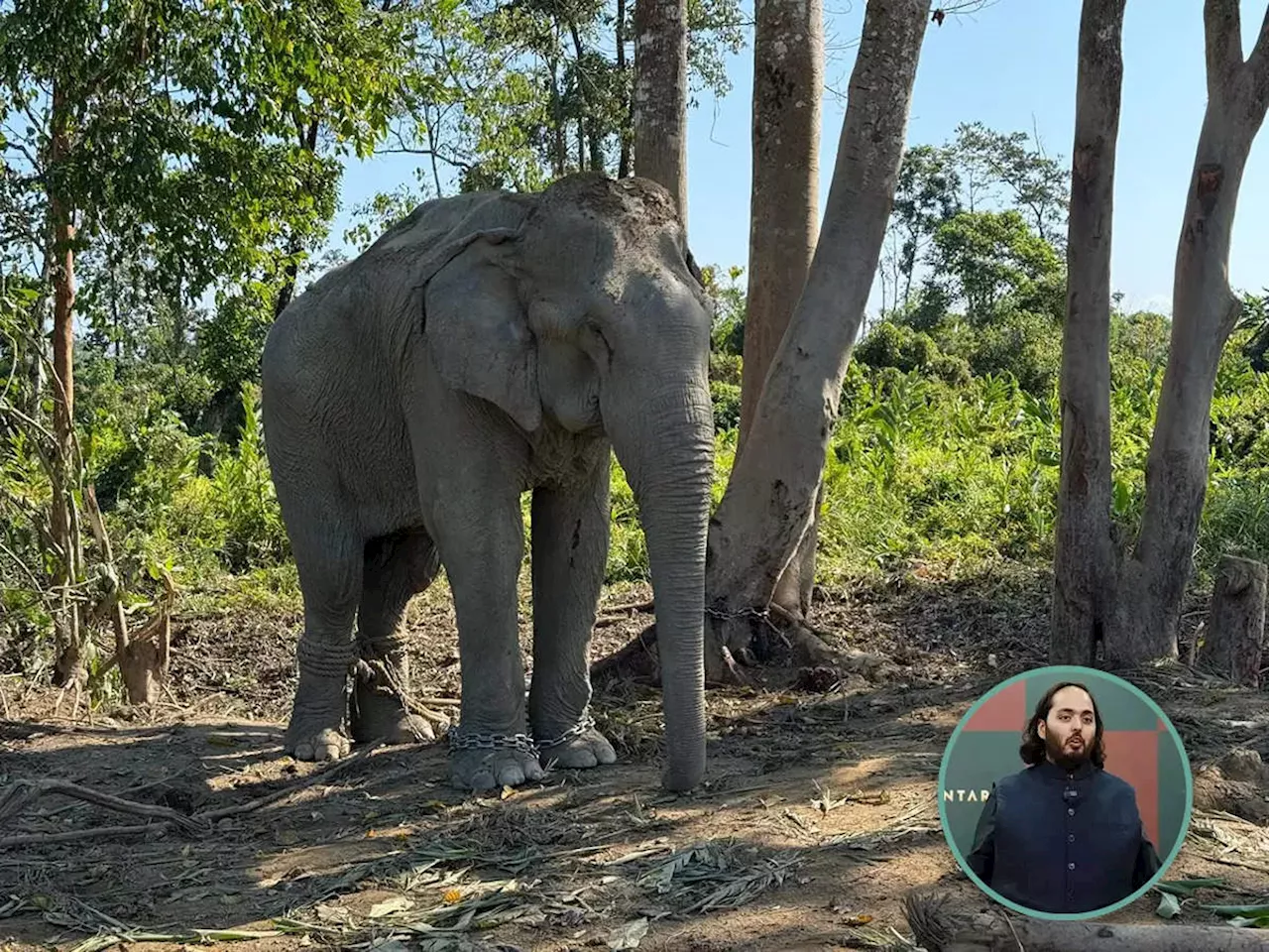 रेस्क्यू किए गए 20 हाथियों को जल्द मिलेगा नया घर, अनंत अंबानी के वनतारा में मिलेगी खुशहाल जिंदगी!