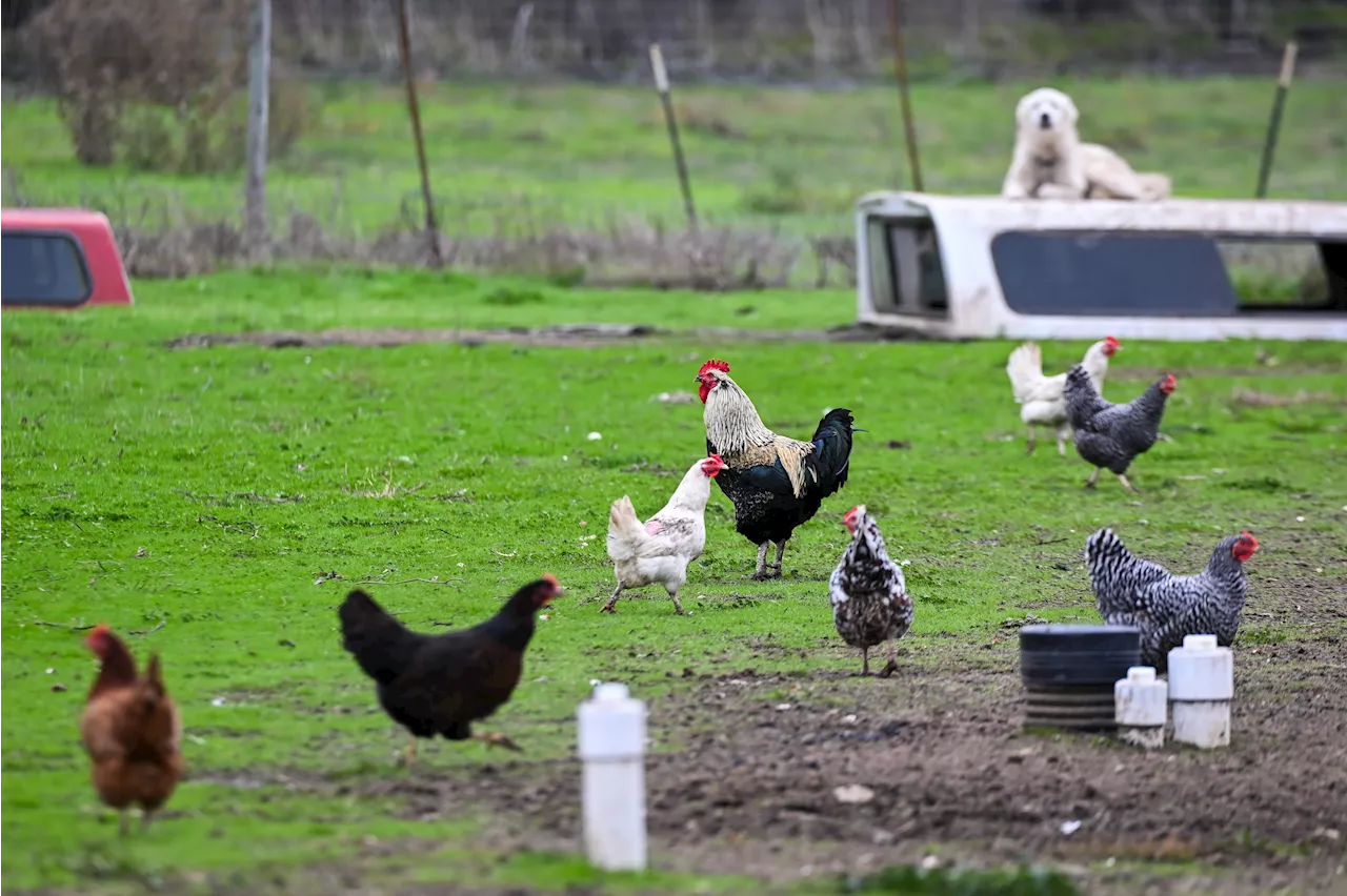 Bird Flu Concerns Rise in Chicago as Virus Spreads to Wildlife and Pets