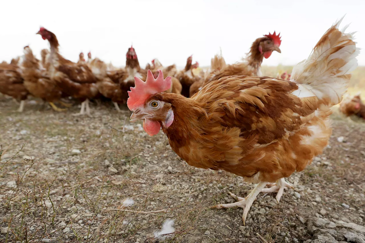 Bird Flu Outbreak Wipes Out Entire Flock at Family Farm