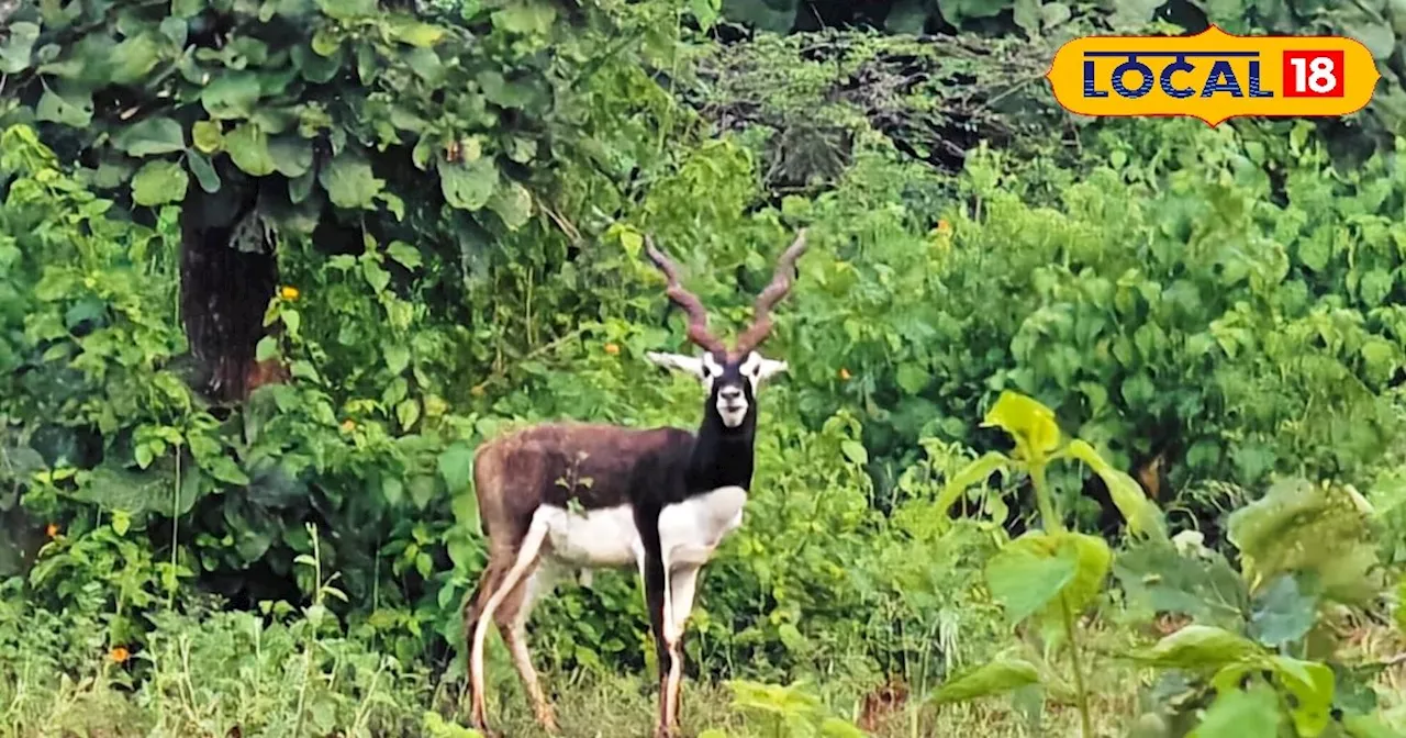 काले हिरणों की संख्या में उछाल