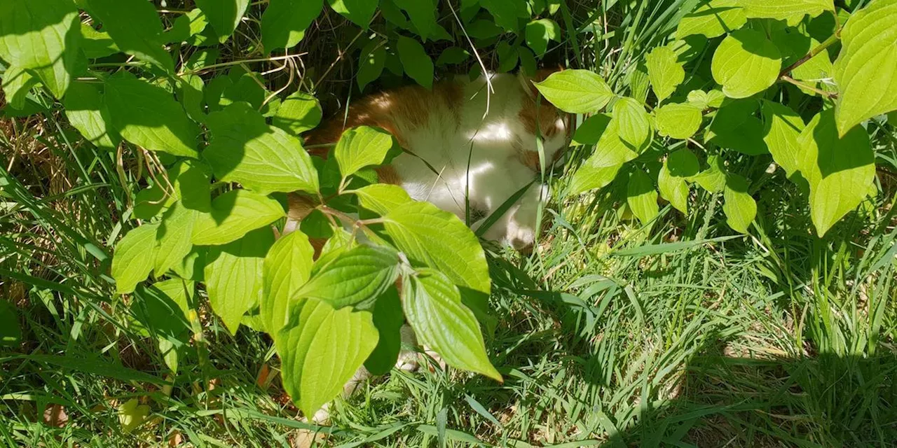 Sie war f&uuml;nf Wochen verschwunden: Tiergarten-Katze Lucy ist zur&uuml;ck