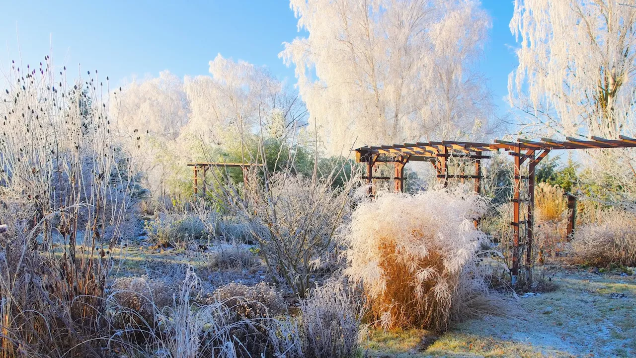 Alain Baraton: Face au froid, les plantes s’organisent…