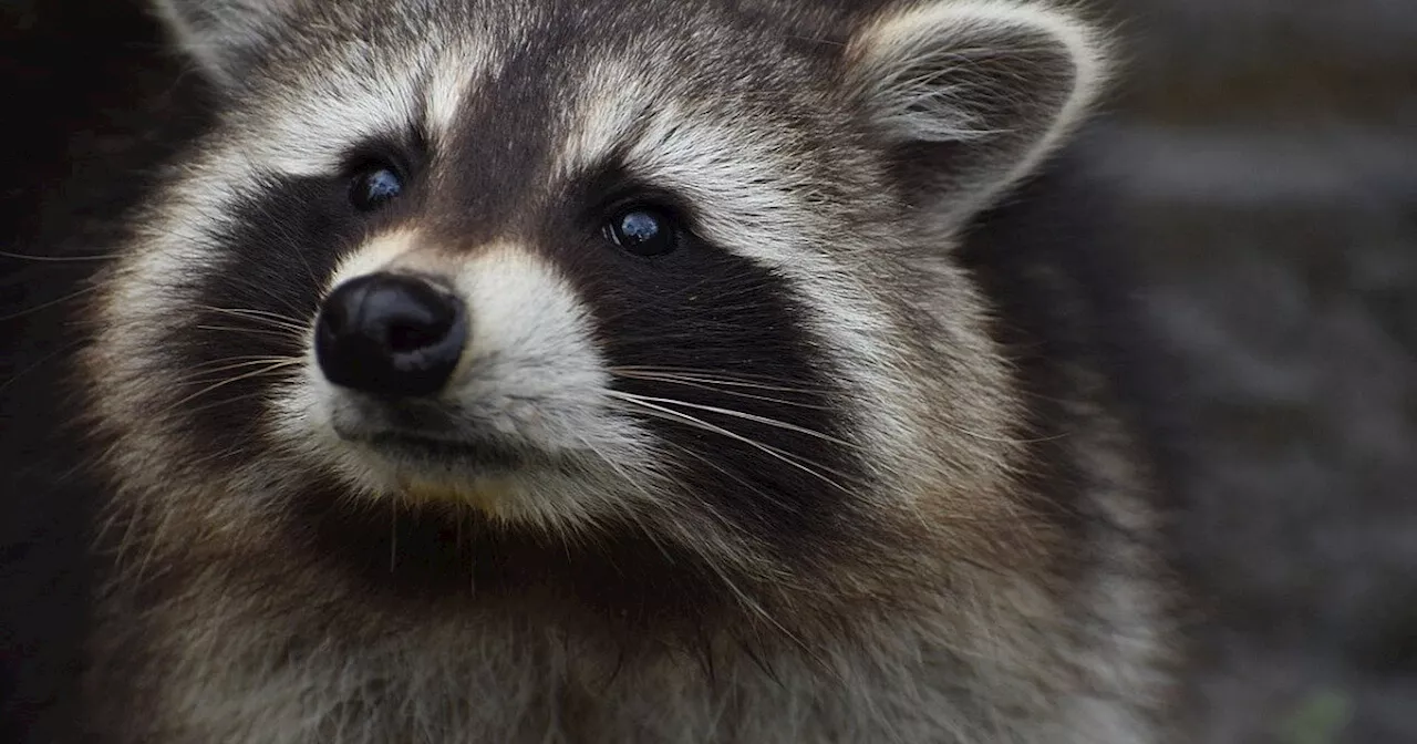 Tödlicher Kampf im Kreis Gütersloh: Waschbär ertränkt großen Jagdhund