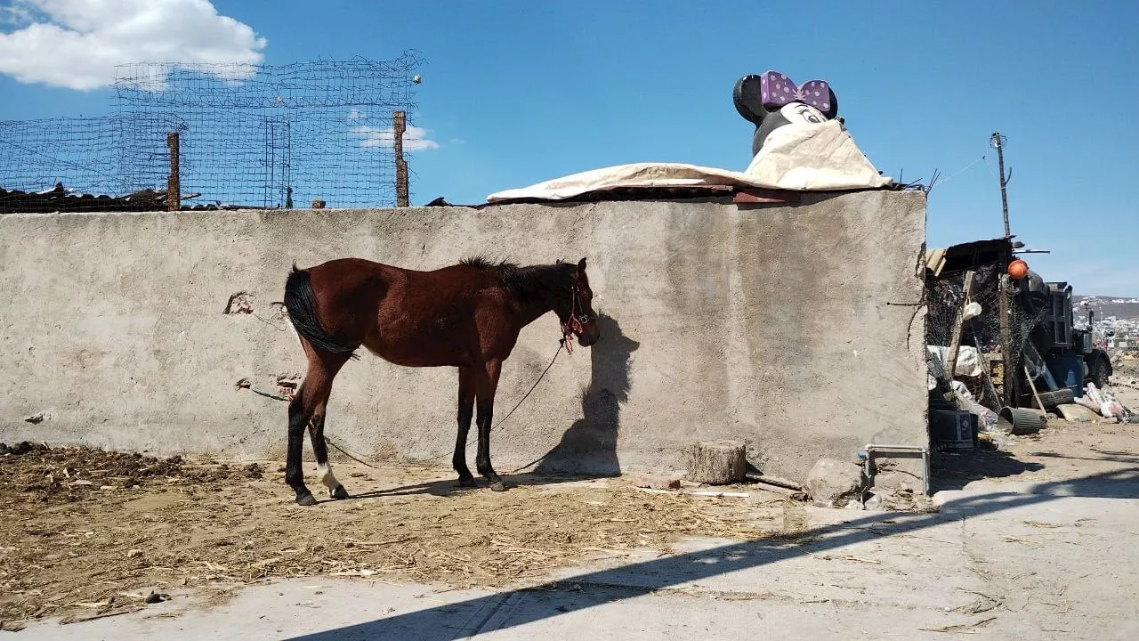 Autoridades se lavan las manos ante maltrato a caballos en Irapuato; están sin agua ni comida