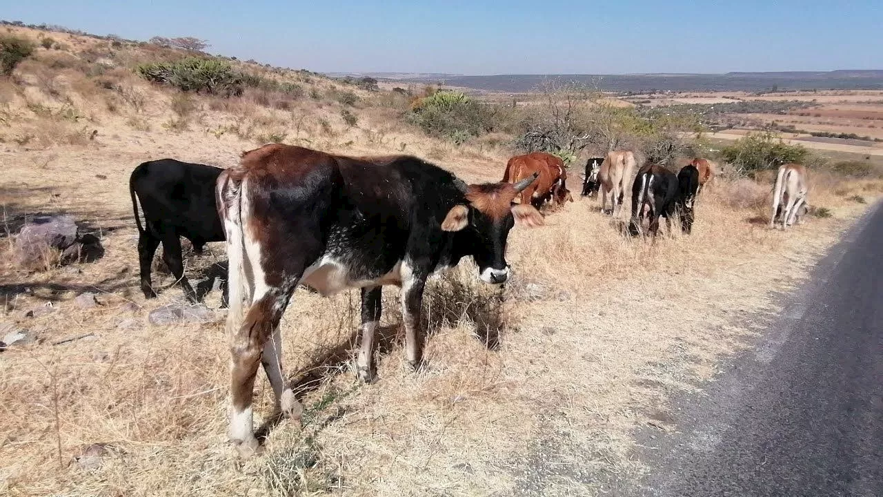 Frío Beneficia a Agricultores de Cebada y Trigo en Guanajuato, Mientras Afecta al Ganado