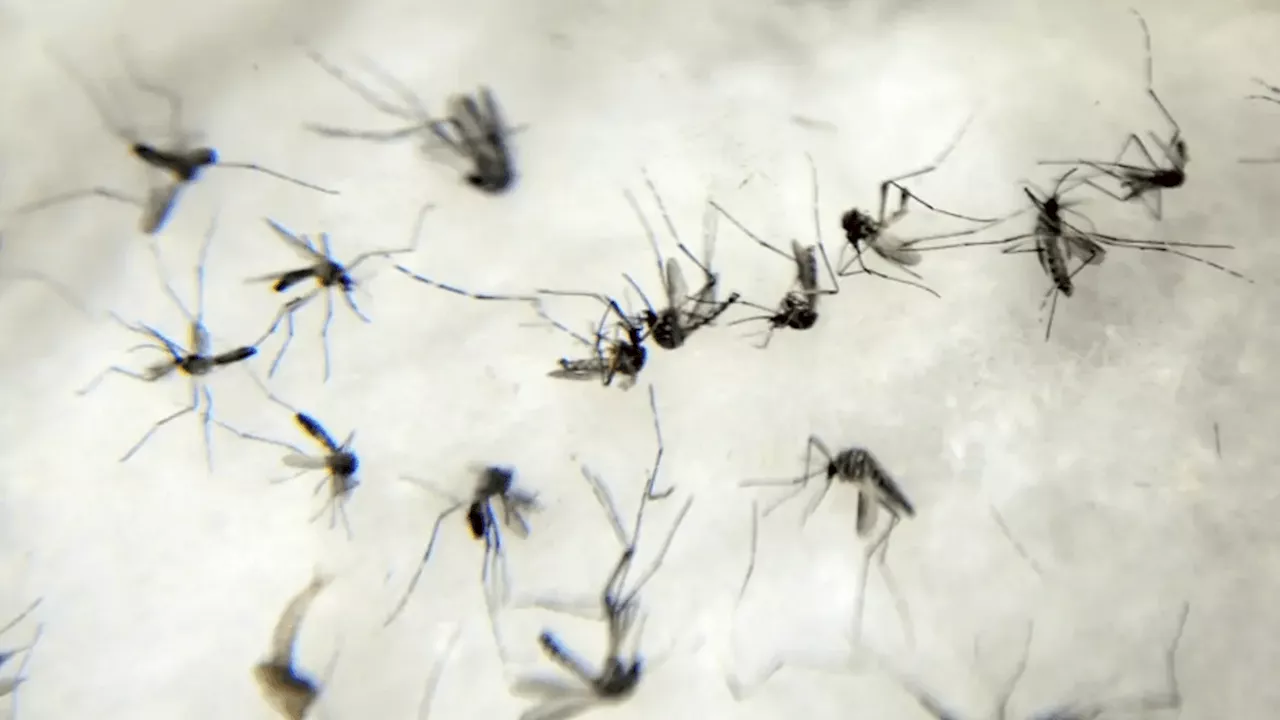 Dengue: Número de Mortes Sobe para 11 em 2023