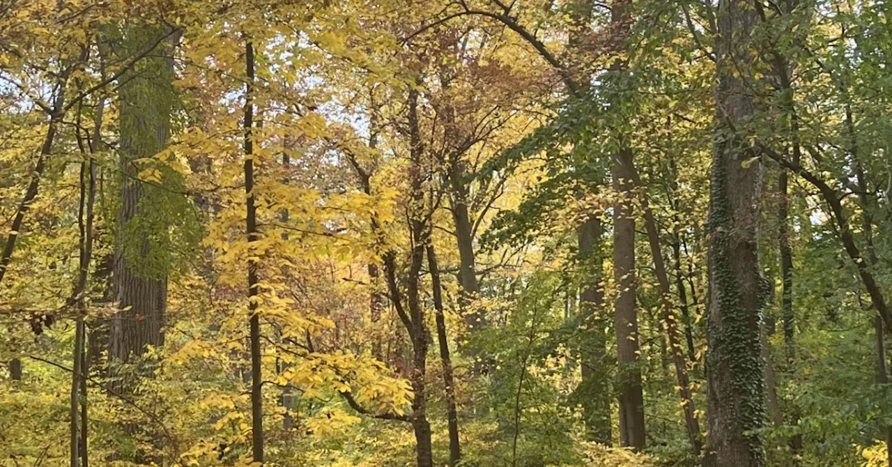 Life review can help with ego integrity and building a coherent life story.