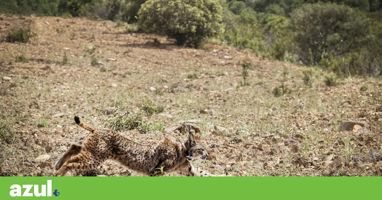 Governo financia projetos de proteção ambiental com 9 milhões de euros