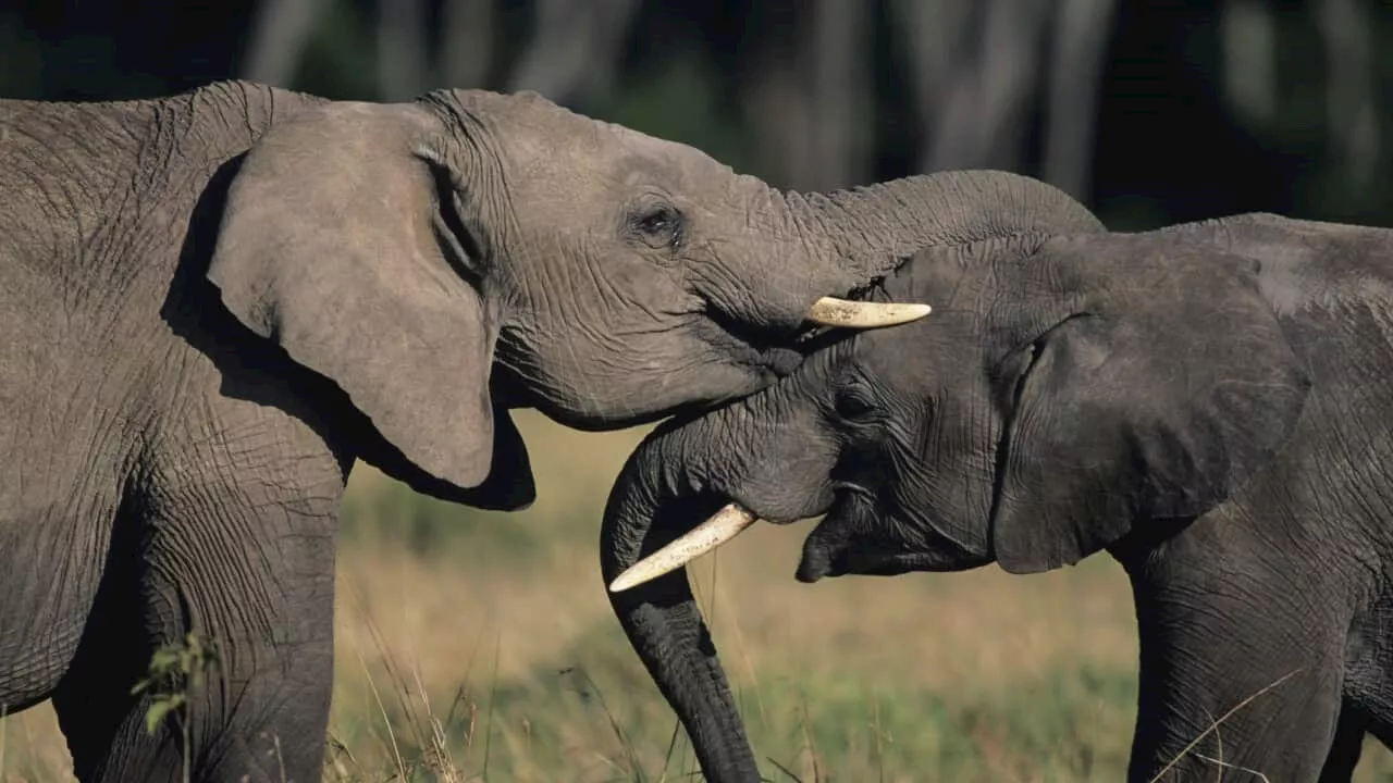 'Not a person': US court's ruling in bid to release elephants from zoo