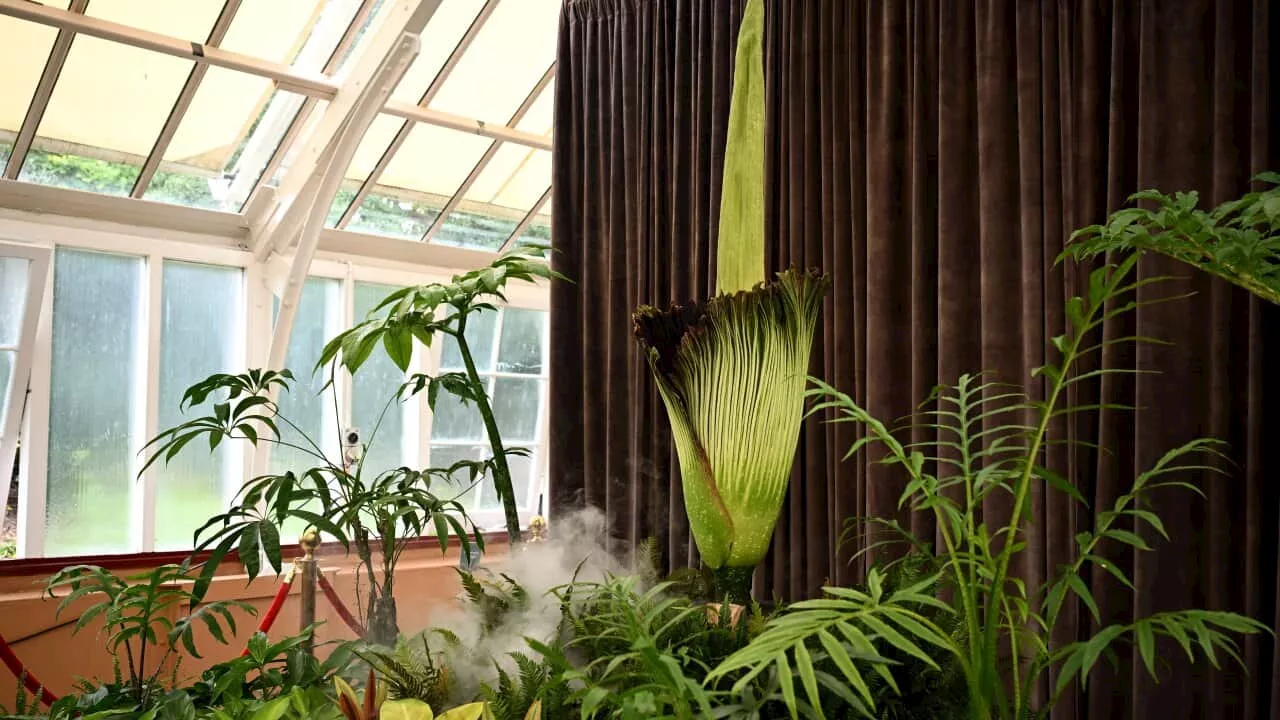 Sydney's 'Putricia' Blooms: World's Largest, Stinkiest Flower Attracts Thousands