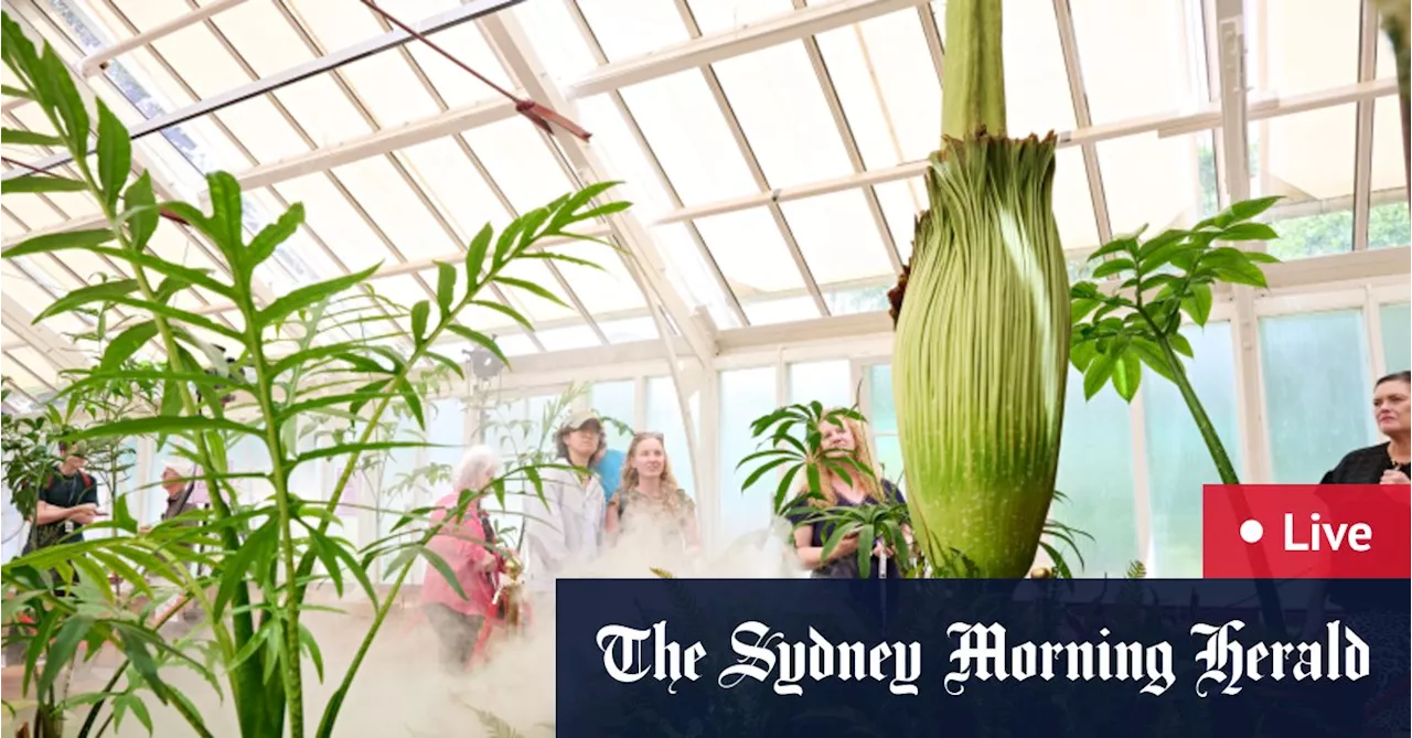 Corpse flower LIVE updates: ‘Putricia’ plant begins to bloom at Sydney’s Botanic Gardens