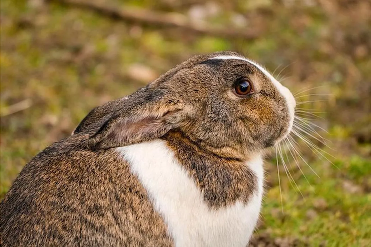 Japan man arrested for kicking rabbit as police probe 77 other deaths