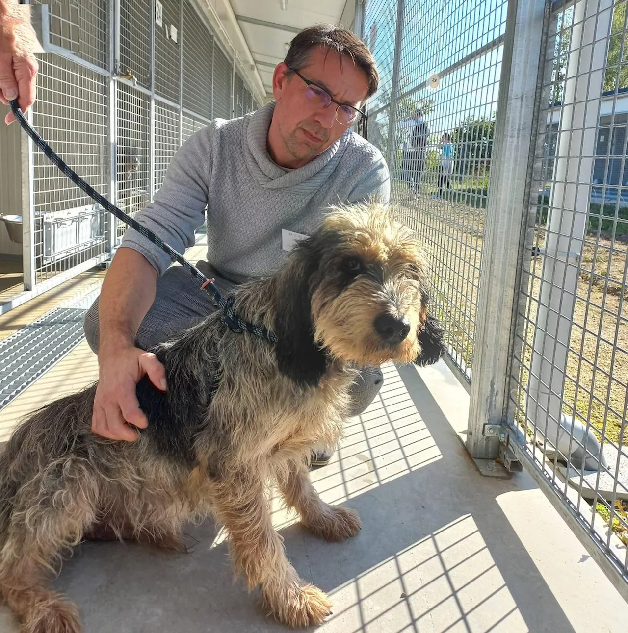 « L’espoir reprend le dessus » à la SPA de Bergerac, toujours fermée à cause de la parvovirose, qui a tué quatre chiens