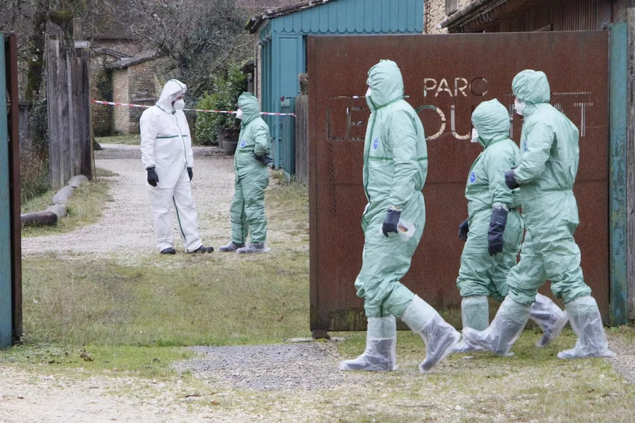 « On ne l’a pas fait de gaieté de cœur » : les palmipèdes du Parc du Bournat, en Dordogne, euthanasiés en raison d’un foyer de grippe aviaire