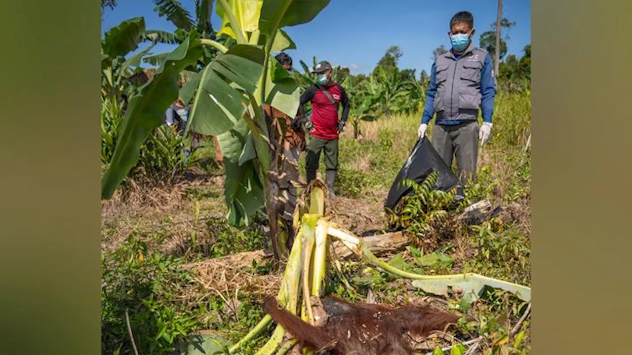 Kementerian Kehutanan Bicara Orang Utan: Data Populasi, Komitmen Perlindungan, Perkebunan Sawit