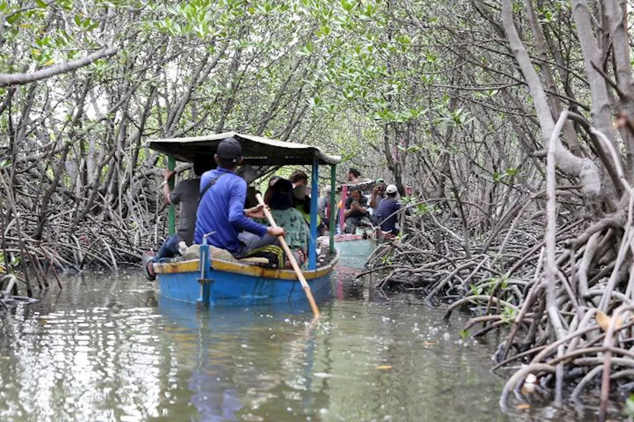 KKP Temukan Indikasi Alih Fungsi Lahan Ekosistem Mangrove di Pulau Pari