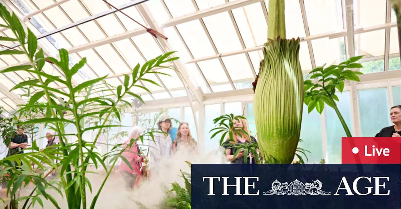 Corpse flower LIVE updates: ‘Putricia’ plant begins to bloom at Sydney’s Botanic Gardens