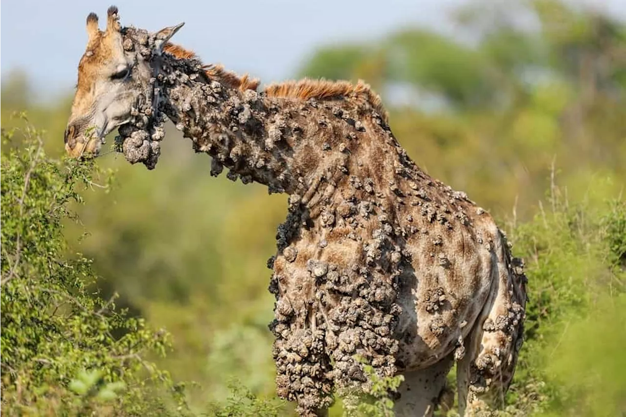 Rare Giraffe With Unusual Skin Nodules Spotted in Kruger National Park