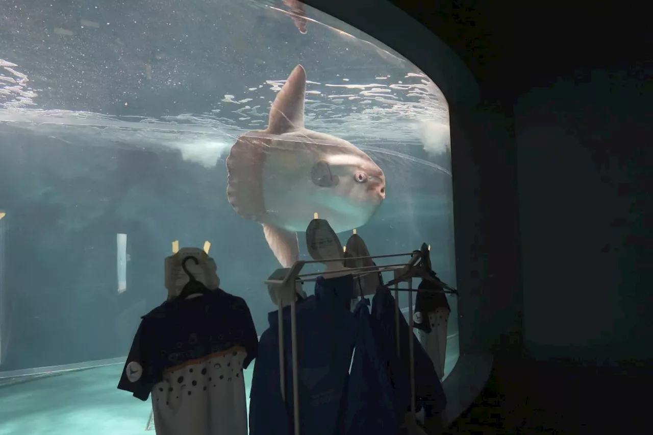 Sunfish that got sick after aquarium closed has recovered — thanks to human cutouts