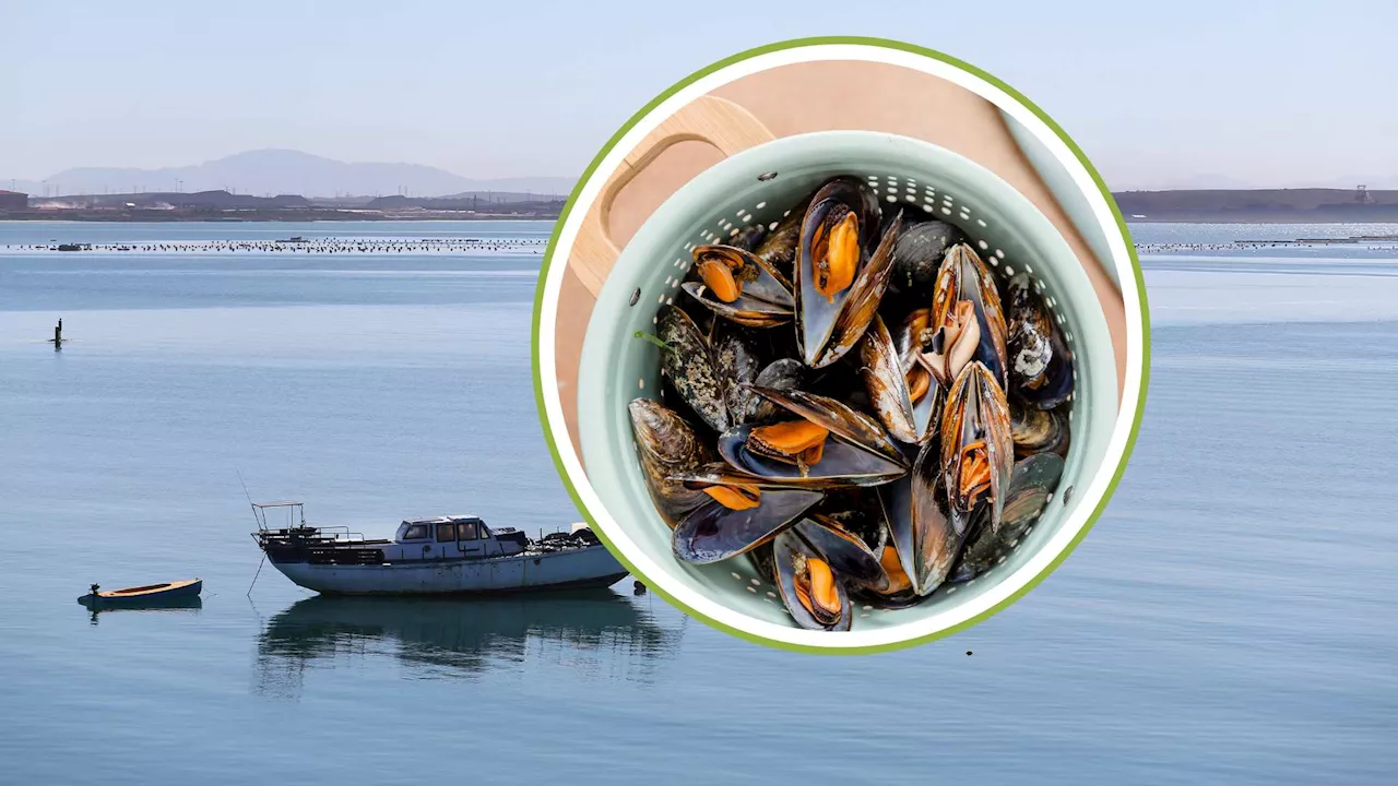 How mussels made their way from Spain to Saldanha Bay