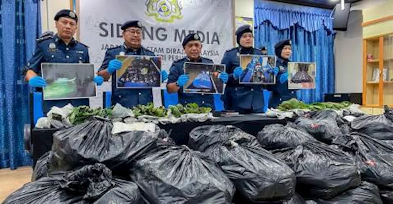 Perlis customs seize 1,700kg of ketum leaves worth RM68,000