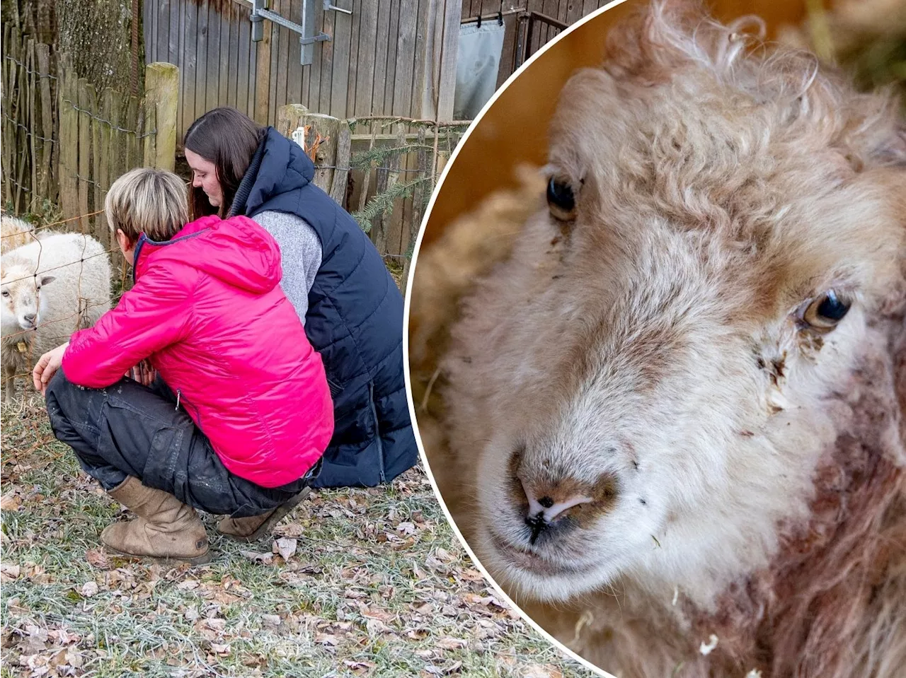 Nach brutaler Attacke auf Zwergschaf 'Wölkchen': DNA-Ergebnisse sind da!