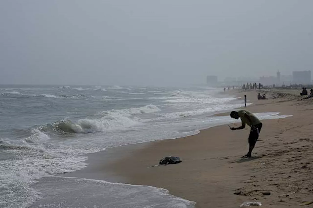 India Grapples with Surge in Olive Ridley Turtle Deaths