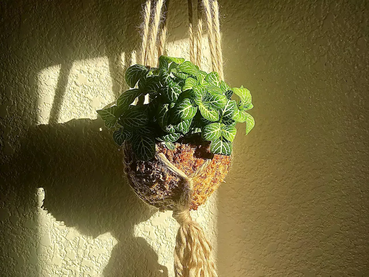 Kokedama: qué es, cómo hacerla y cuidar esta planta japonesa que está de moda