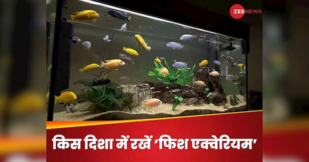 Aquarium: बेहद शुभ है घर की इस दिशा में फिश एक्वेरियम रखना, धन-दौलत में होगी खूब वृद्धि