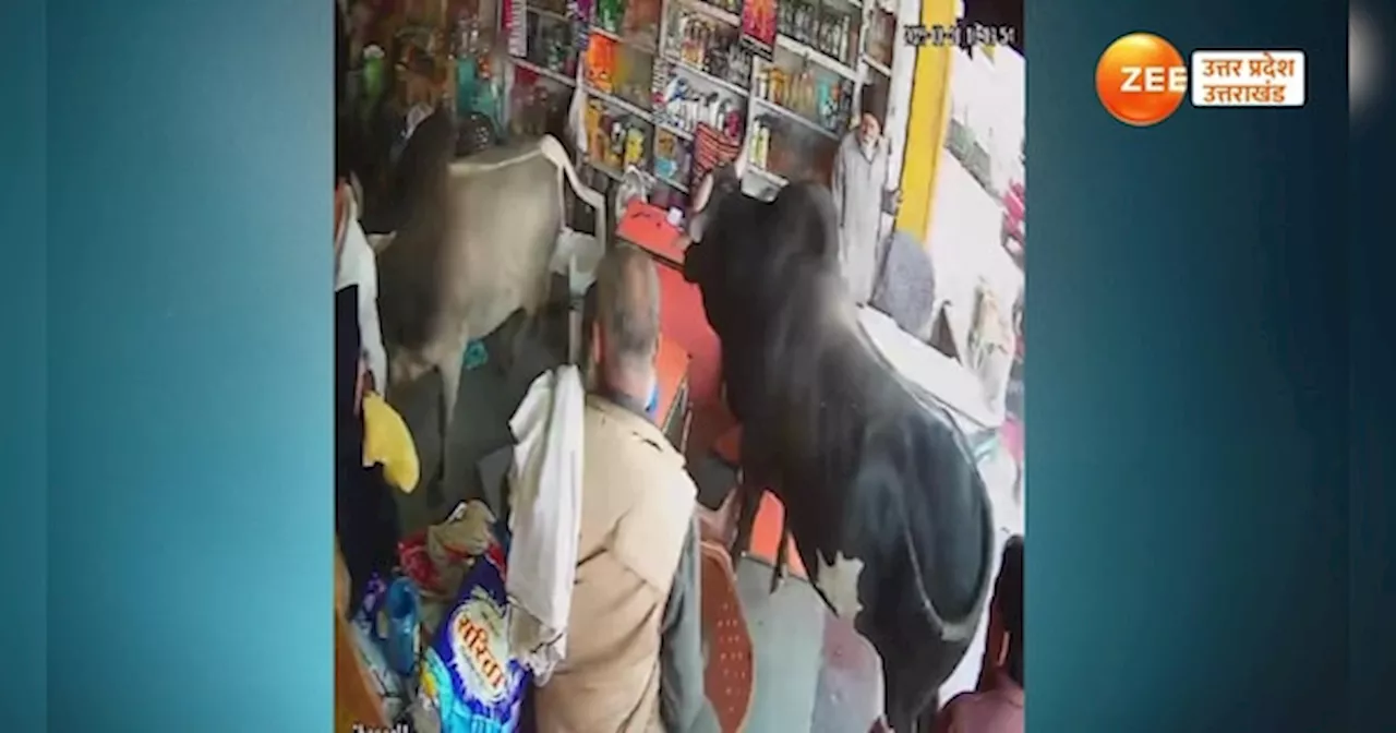 Bulls Fight Video: दुकानदार को सींगों से उठाकर फेंका, लड़ते-लड़ते किराने की दुकान में घुसे सांड