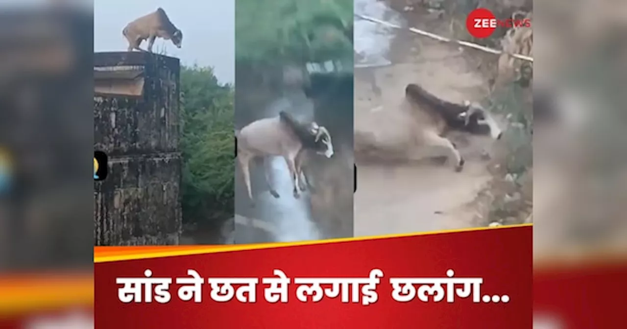 Viral Video Of Bull : ऊंची छत पर चढ़ा सांड, फिर ऊपर से लगा दी छलांग; देखें हैरान करने वाला वीडियो