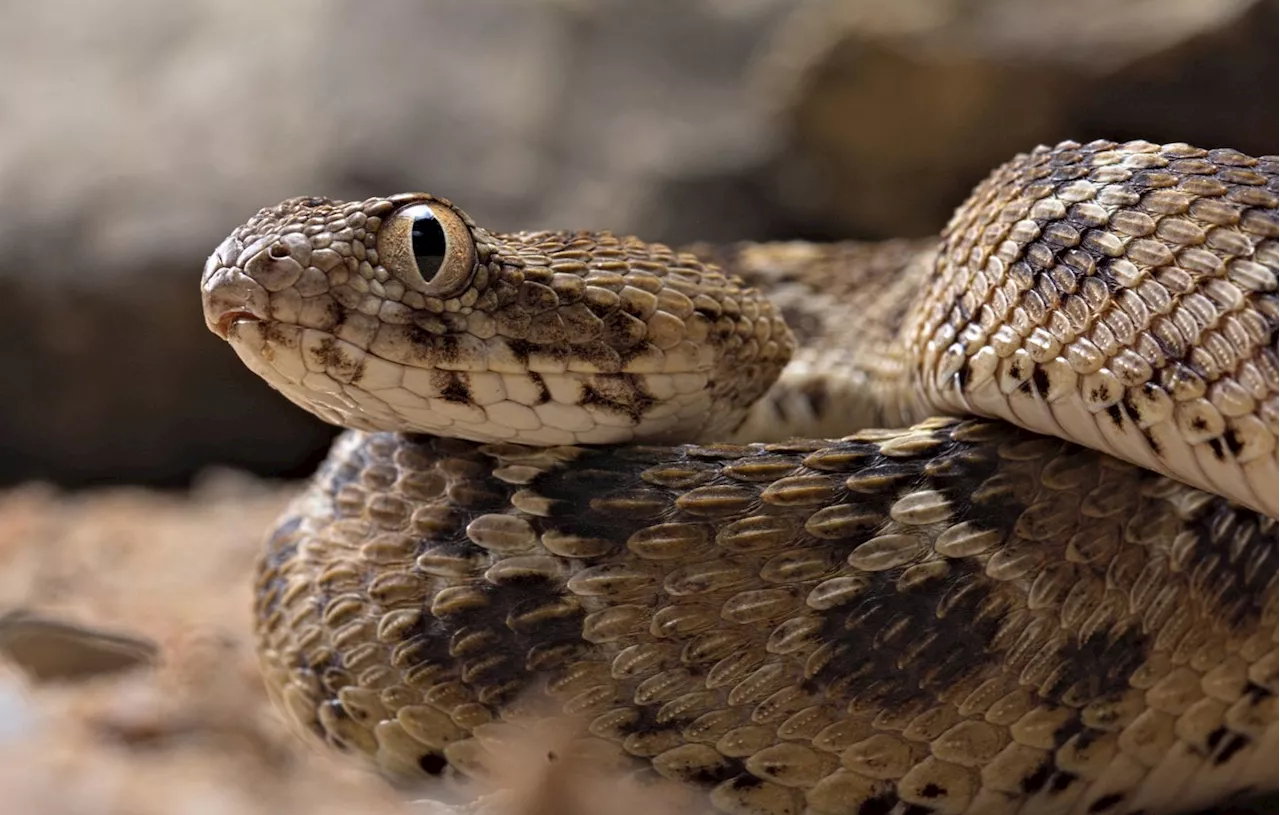 Un Serpent dans le Supermarché Auchan de Calais