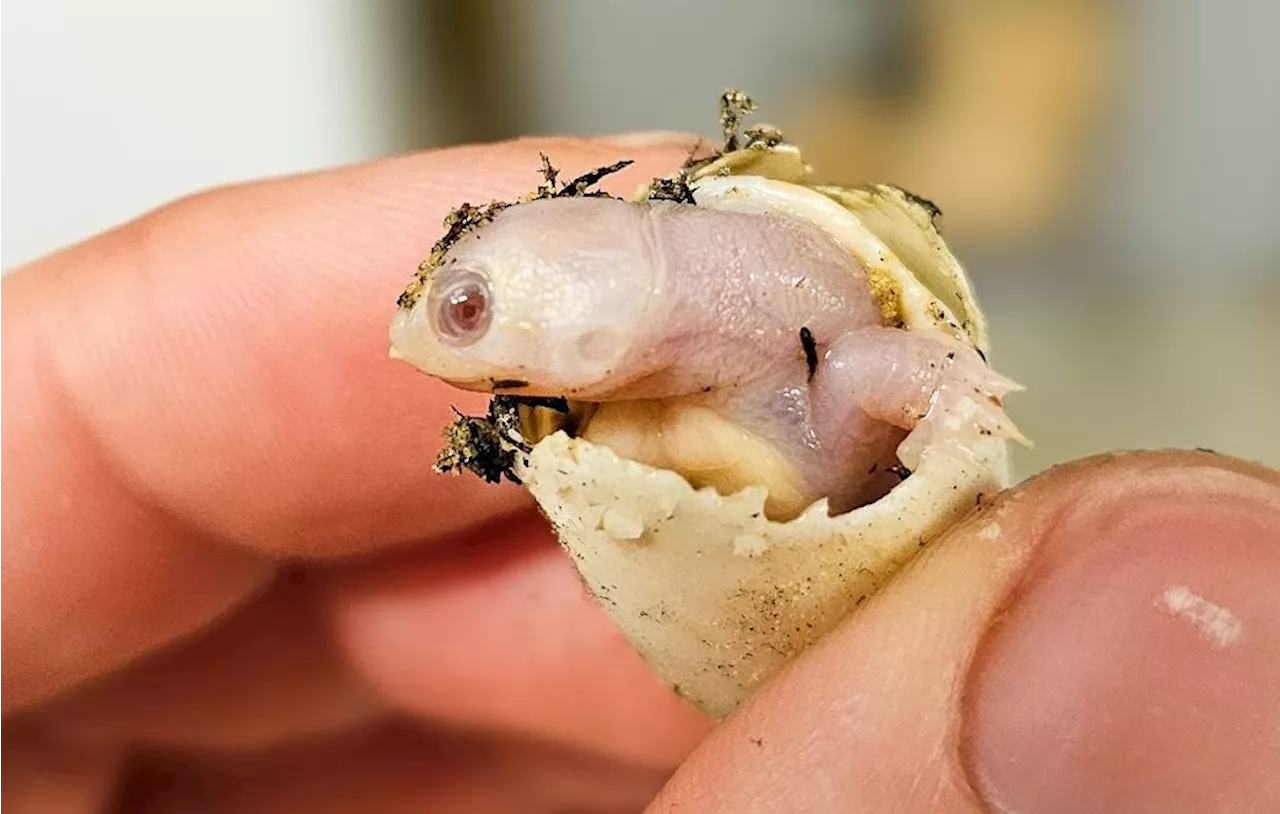 Une tortue à ventre rouge albinos née à la Ferme aux crocodiles