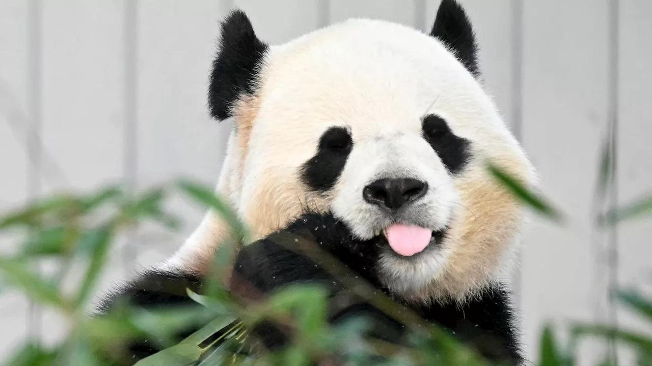 Giant pandas Bao Li and Qing Bao make public debut at National Zoo