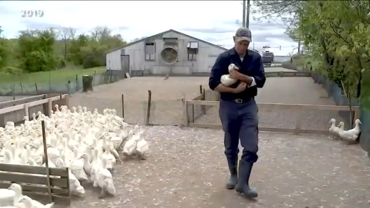 Long Island Duck Farm Forced to Cull Over 100,000 Ducks After Bird Flu Detection