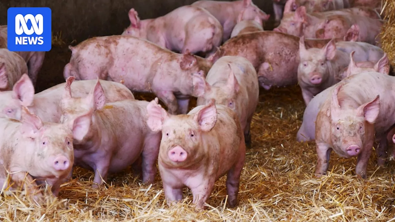 Australia Races to Develop Pig JEV Vaccine Amidst Outbreaks