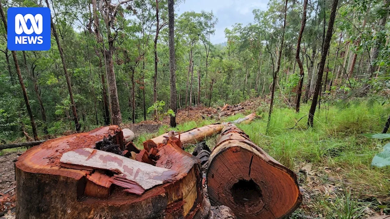 Calls to End Logging in Forests Eyed for Great Koala National Park