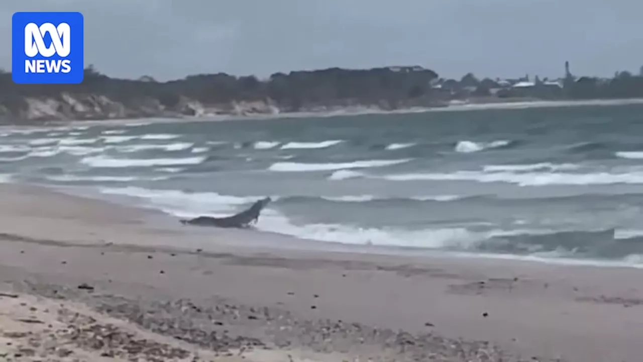 Crocodile Sighting Sparks Concern at Popular Queensland Beach