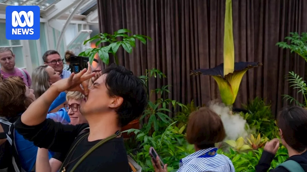 Putricia the putrid corpse flower at Sydney Botanic Garden basks in internet fame