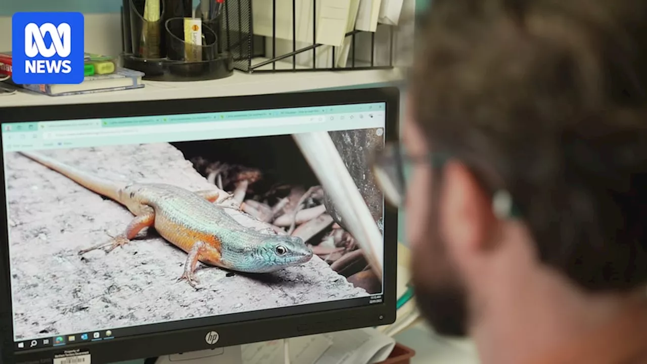 Six-Toothed Rainbow Skink Booming in Darwin