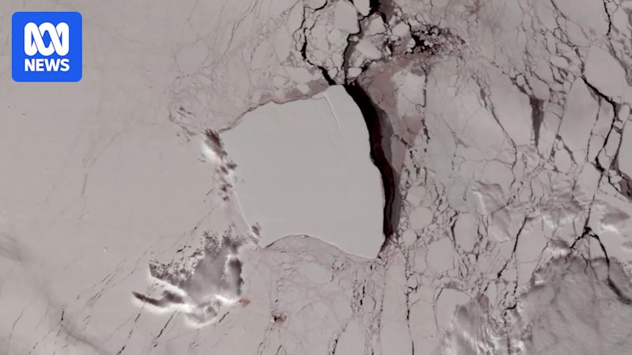 World's Biggest Iceberg Drifts Towards Penguin Island