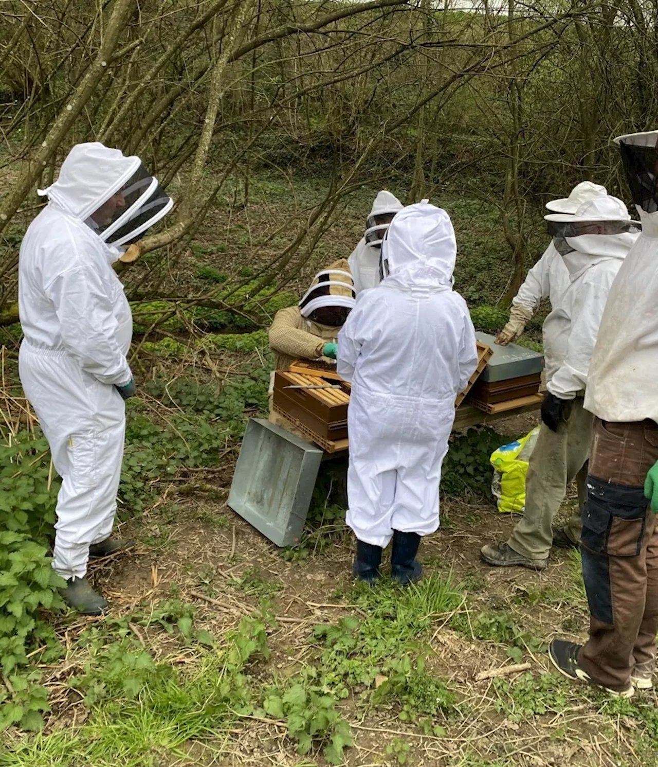 Formation Apiculture à Condé-sur-Vire: Devenez apiculteur amateur!