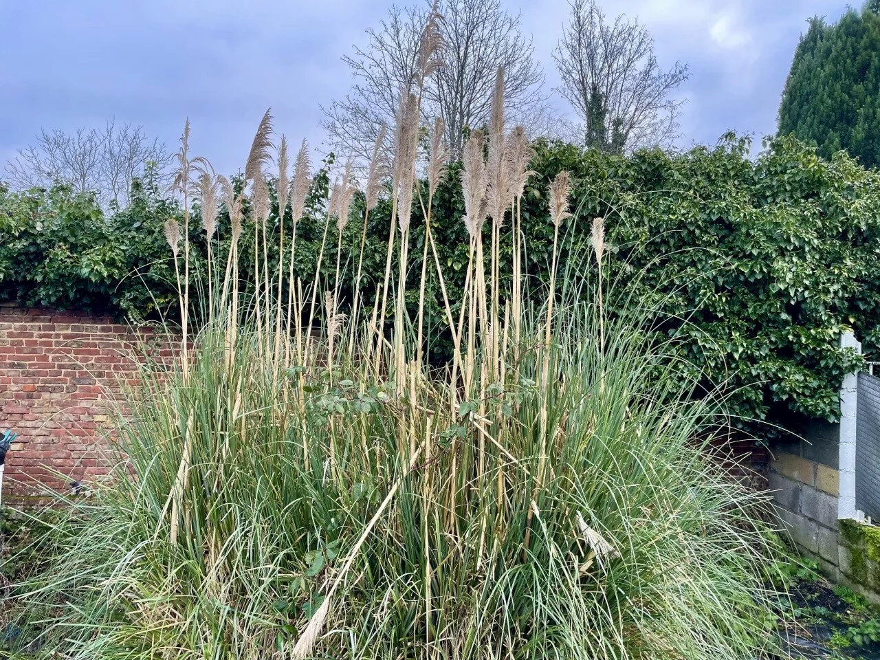 L’herbe de la pampa interdite en France : que faire si vous en avez dans votre jardin